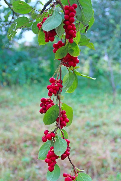Buah merah schisandra tumbuh di cabang berturut-turut. Schizandra matang pada liana di taman — Stok Foto