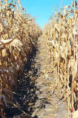 mısır ekimi teftiş satır. Sahada olgun mısır