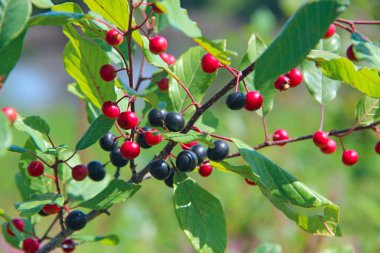 Siyah ve kırmızı çilek ile Frangula alnus Dalları