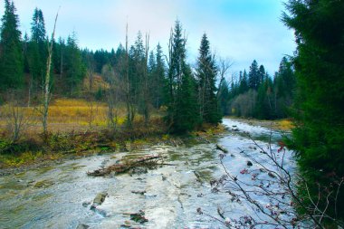 Dağlık yamaçlarda yeşil ormanda akan dağ Nehri