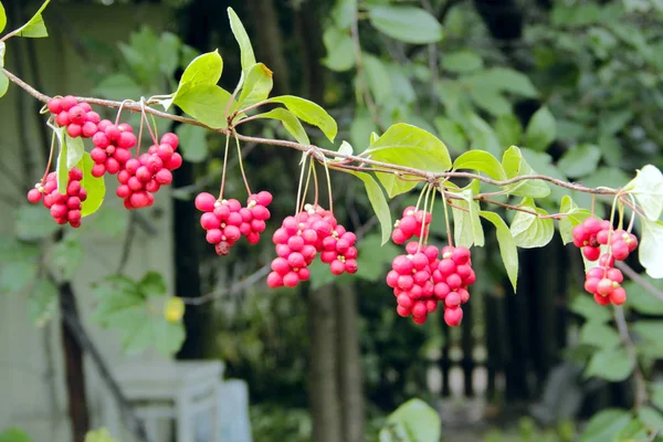 I frutti maturi di schizandra rossa con foglie verdi pendono in fila — Foto Stock