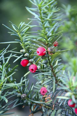 Fruits of Taxus baccata between green branches clipart