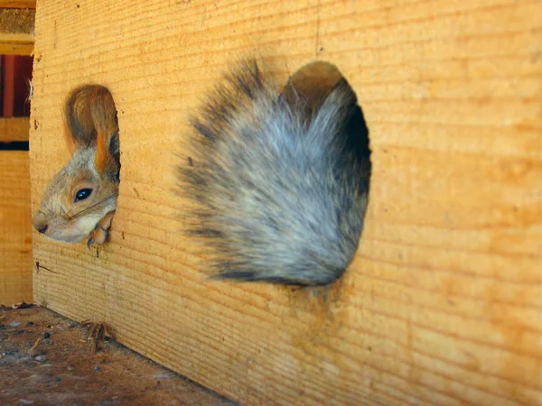 Eichhörnchen und sein Schwanz von der Lodge aus gesehen — Stockfoto