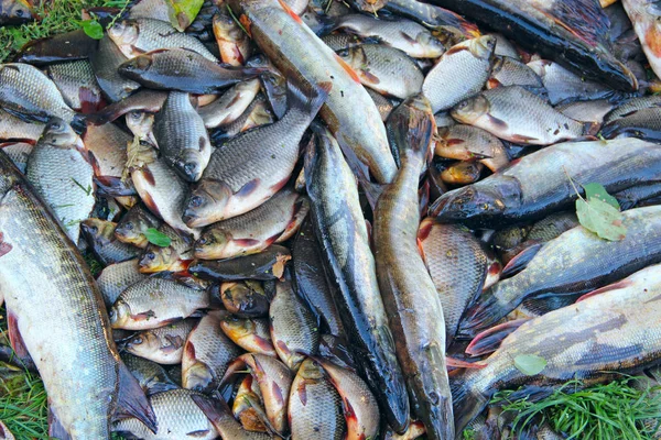 Atrapados crucianos y picas. Pesca exitosa. Carpas y picas de pescado fresco — Foto de Stock