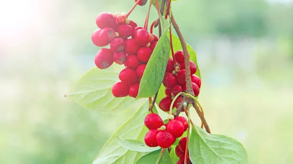 Czerwone owoce schisandry rosnące na gałęzi w rzędzie. Schizandra na lianie w ogrodzie — Zdjęcie stockowe