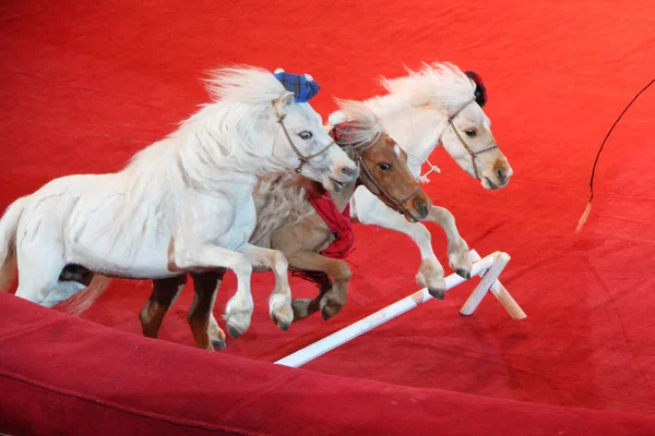 Póneis brancos e marrons correm na arena se apresentando no circo e pulando sobre a barreira — Fotografia de Stock