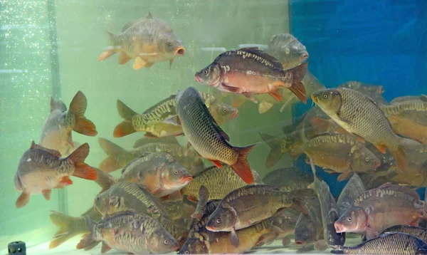 Carps swim in supermarket aquarium. Cyprinus as ingredient of food — Stock Image Carps swim in supermarket aquarium. Cyprinus as ingredient of food Royalty Free Stock Images