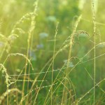 Letní krajina s travnatým polem a pavučinami ve slunečním světle za úsvitu