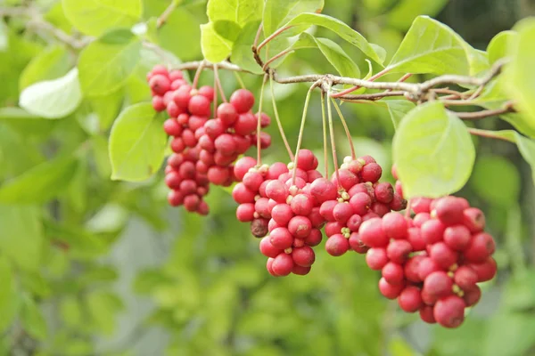 Rote Früchte der Schisandra, die auf Zweigen in Reihe wachsen. Schizandra auf Liane im Garten — Stockfoto