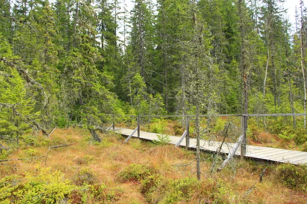 Wooden bridge over swamp in dense forest — Stock Photo, Image