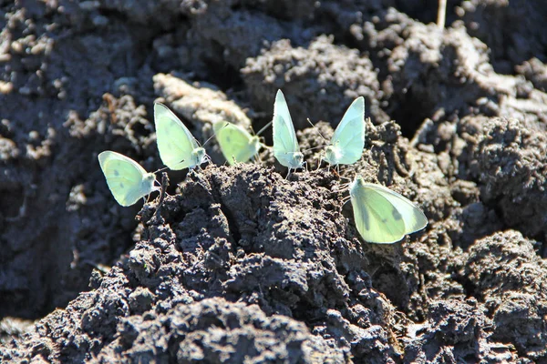 Butterflies Pieris brassicae sit on dirt and drink water by proboscis — Stock Photo, Image