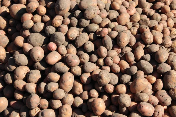 Stapel aardappelen opgeslagen in de kelder. Landbouwproducten — Stockfoto