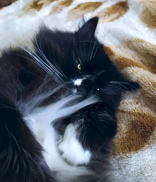 Gato preto que põe no carpete no quarto. Pet preguiçoso em casa — Fotografia de Stock