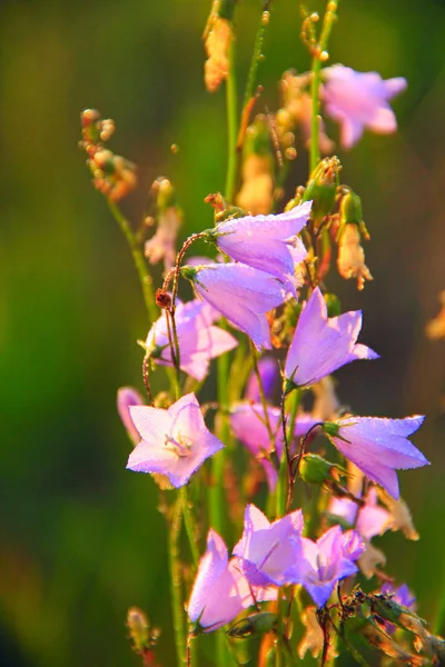 Bluebells belas flores de bluebell lilás em raios de sol. Flor de campanula — Fotografia de Stock