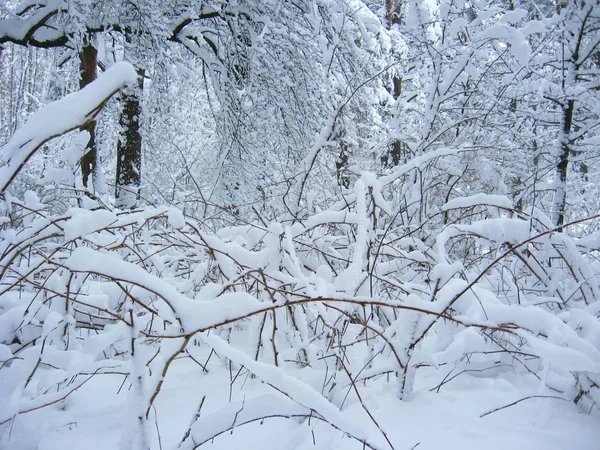 Weißes Märchen im Wald. schön gefroren in der Zeit Winter Holz — Stockfoto