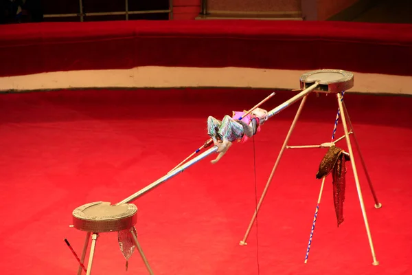 Trained monkey walking on rope with balance beam in Gomel circus