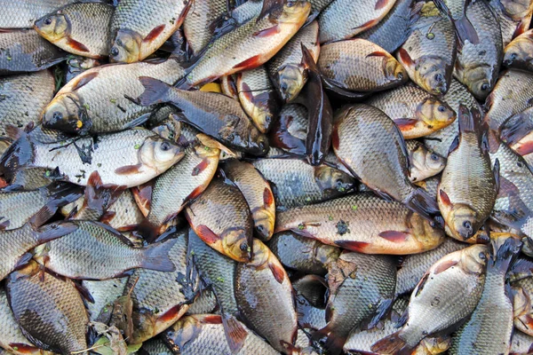 Apanhei crucistas e piques. Pesca bem sucedida. Carpas e lúcios de peixes frescos — Fotografia de Stock