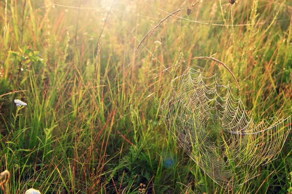 Spinnennetz-Nahaufnahme mit Tautropfen im Morgengrauen. Spinnenhaus — kostenloses Stockfoto