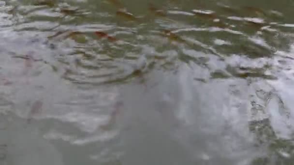 Bandada Carpas Crucianas Peces Dorados Nadan Agua Manada Peces Nadando — Vídeos de Stock