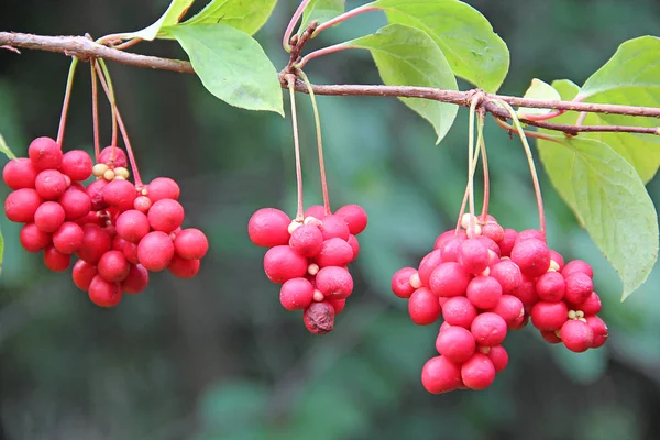 Rode vruchten van schisandra groeien op tak in rij. Schizandra op liaan in de tuin — Stockfoto