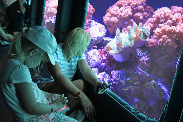 Туристы наслаждаются видом из окна под водой с кораллами — стоковое фото
