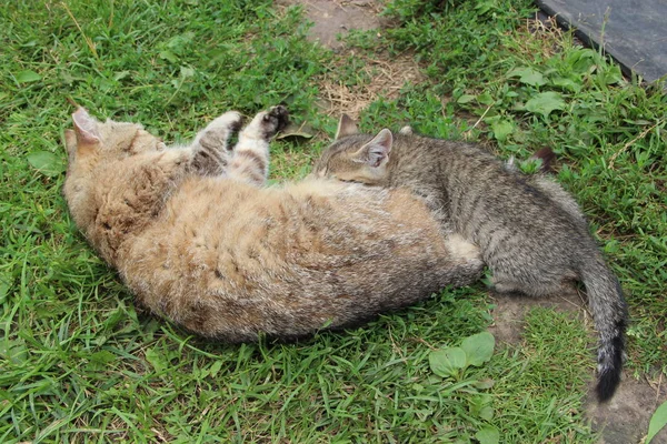Famille Chats Est Endormi Reste Famille Des Félins Chats