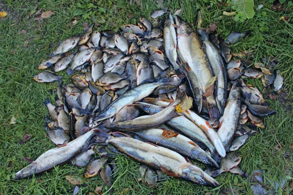 Caught crucians and pikes. Successful fishing. Fresh fish carps and pikes — Stock Image Caught crucians and pikes. Successful fishing. Fresh fish carps and pikes Royalty Free Stock Photos