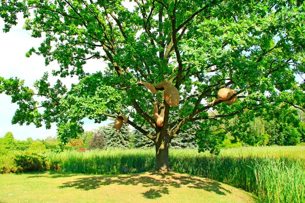 Large oak tree with artificial hornet's nests in summer park. Sprawling oak tree with hornet's nest near lake with cane. Big oak with tender shadow in hot summer day