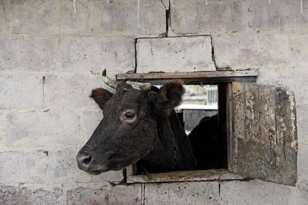 Vache Regardant Par Fenêtre Hangar Sur Mur Briques Vache Montrant — Photo