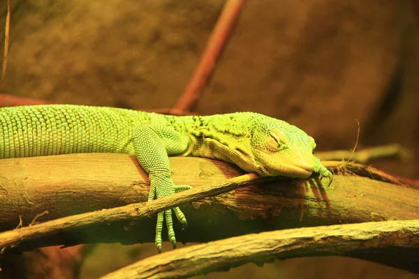 动物园里躺在木枝上的绿色蜥蜴 绿蜥蜴睡在水族馆里 一只熟睡的蜥蜴的近视脸 动物园里的爬行动物 — 图库照片