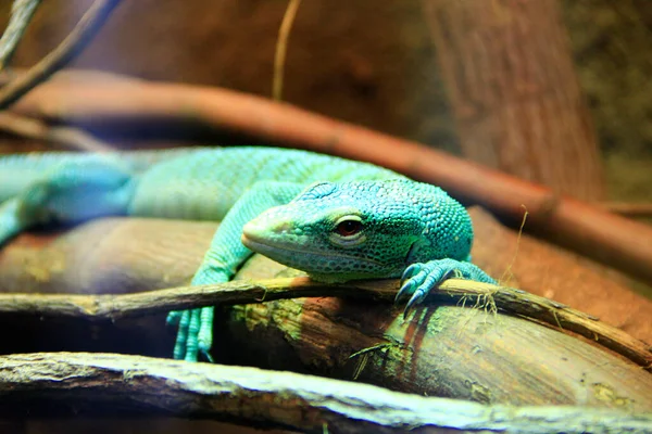 Lagarto Verde Acostado Una Rama Madera Zoológico Lagarto Verde Duerme — Foto de Stock