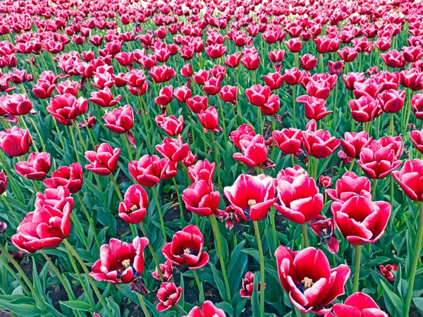 Tulipas Vermelhas Canteiro Flores Jardim Tulipas Vermelhas Plantadas Jardim Jardim — Fotografia de Stock