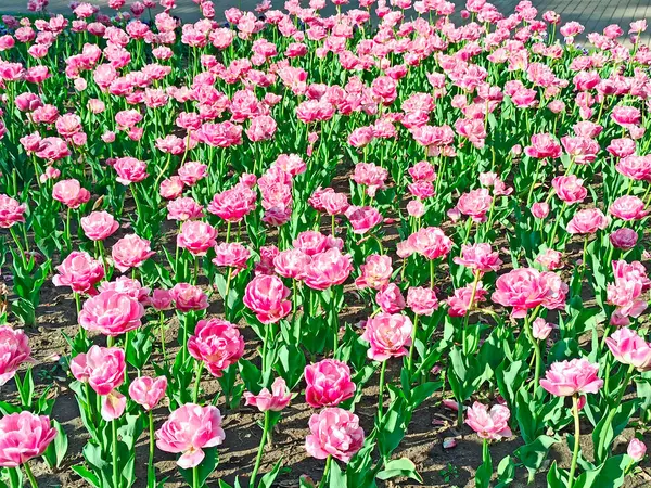 Pinkfarbene Tulpen Auf Dem Beet April Rosa Tulpen Garten Gepflanzt — Stockfoto