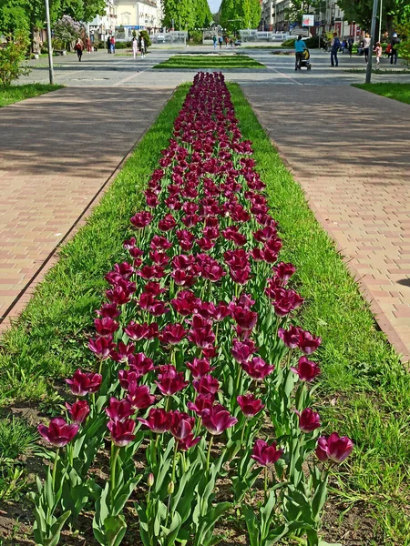 Mooie Lila Gele Tulpen Bloembed Voorjaarsbloemen Kleurrijke Tulpen Bloembed Mooie — Stockfoto