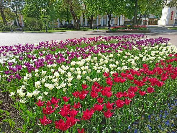lilac red and white tulips on flower bed in city. Springtime garden. Red white and lilac tulips planted in garden. Colorful tulips in flower bed. Beautiful spring flower tulips in garden
