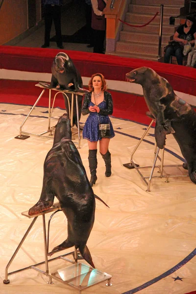 Gomel Belarus May 2018 Trained Fur Seals Circus Arena Marine — Stock Photo, Image
