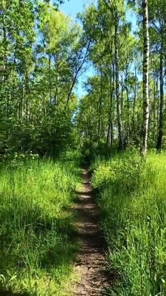 Sendero Través Del Parque Primavera Bosque Primavera Verde Con Camino — Vídeos de Stock