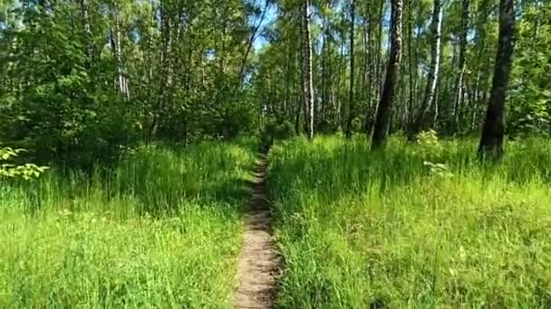 Sendero Través Del Parque Primavera Bosque Primavera Verde Con Camino — Vídeos de Stock