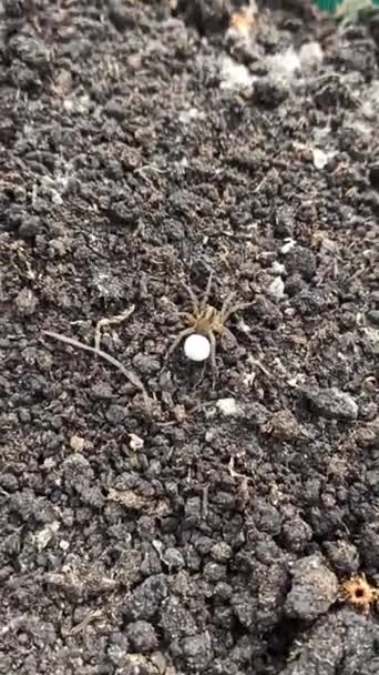 Beyaz Yumurtalı Kahverengi Örümcek Yerde Sürünüyor Örümcek Arabalı Beyaz Kozayı — Stok video