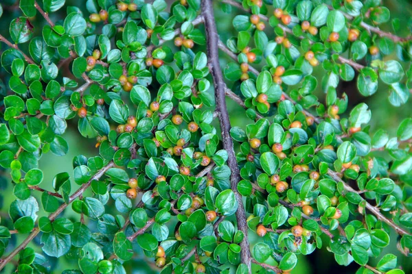 Cotoneaster Horizontalis Decne Textura Hojas Verdes Cotoneaster Follaje Bayas Inmaduras —  Fotos de Stock