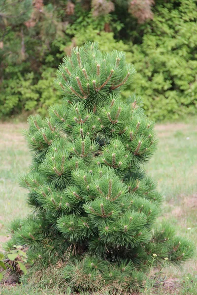 Branches Pine Close Forest Green Needles Pine Tree Forest Evergreen — Stock Photo, Image