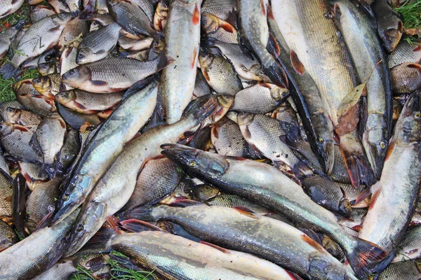 Apanhei Crucistas Lúcios Relva Verde Pesca Bem Sucedida Monte Carpas — Fotografia de Stock