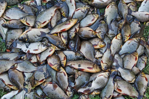 Pilha Cruzes Capturados Grama Verde Pesca Bem Sucedida Heap Carassius — Fotografia de Stock
