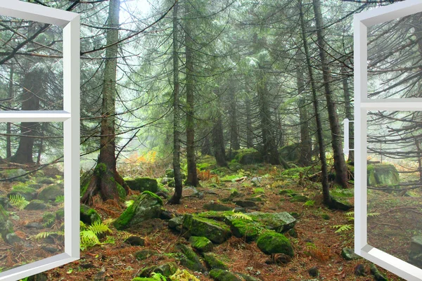 Room with window with view to forest with big stones and sprucrs. Autumnal landscape with forest. Panoramic view to nature from room window. View from window to trees and stones