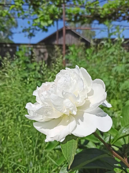 Красива Квітка Білого Півонії Крупним Планом Квітка Півонії Цвіте Саду — стокове фото