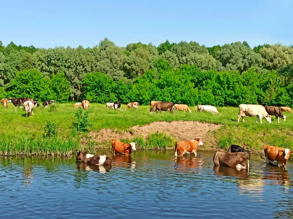 Kor Som Betar Grönbetesmark Sommaren Landskap Med Molnig Himmel Och — Stockfoto