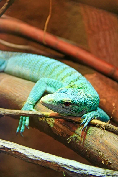 Lagarto Verde Acostado Una Rama Madera Zoológico Lagarto Verde Duerme — Foto de Stock