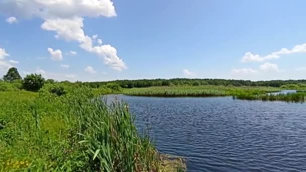 四周环绕着藤条的湖景 湖中草木丛生 美丽的自然景观 有池塘和云彩 夏季风景 — 图库视频影像