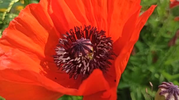Пчела Собирает Нектар Тычинок Красного Мака Пчела Залезает Цветок Красный — стоковое видео