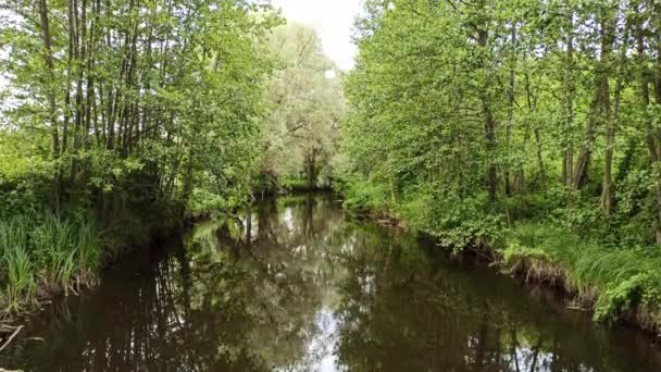 Prachtig Landschap Met Zomerrivier Met Veel Bomen Groen Struikgewas Aan — Stockvideo